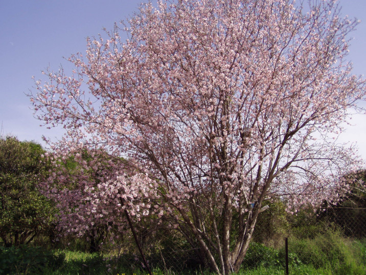 Prunus dulcis
