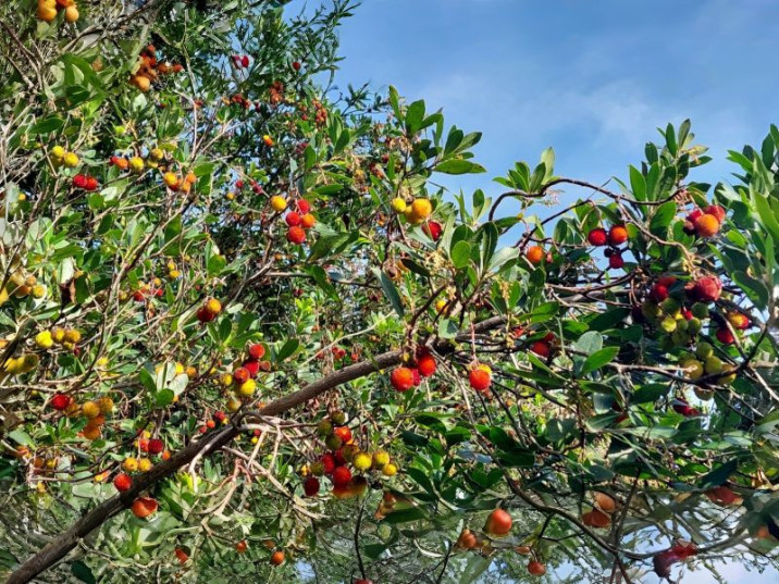 Arbutus unedo