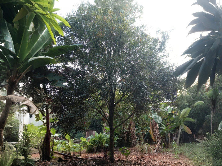 Macadamia jansenii