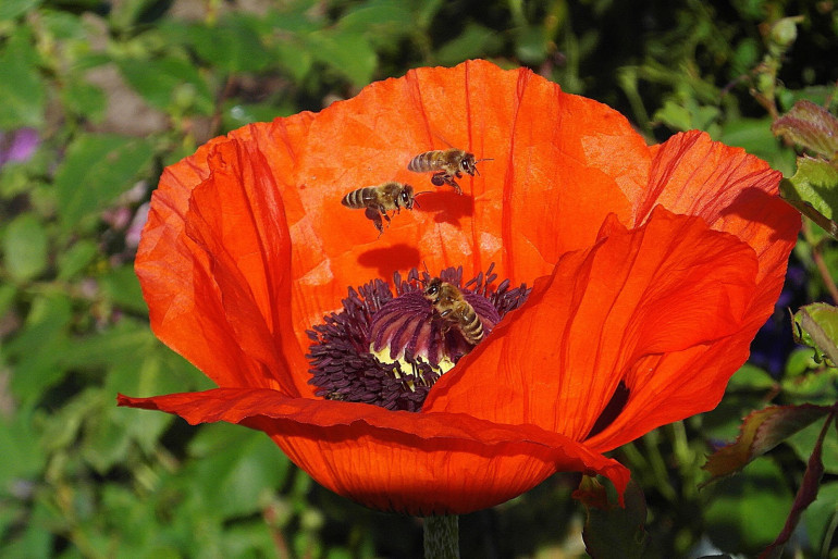  bees pollinating a poppy 