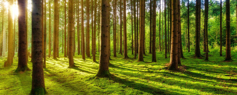 TreesForTomorrow