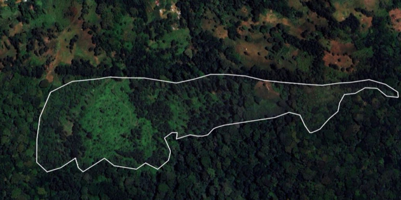Satellite capture of the project site in 2026, after planting
