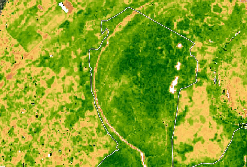 EVI capture of the Ivaguelani restoration site in 2025, showing increased vegetation vigor