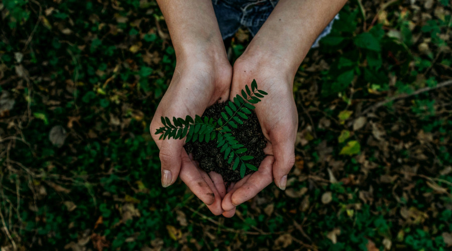 La photo partagée avec cet arbre